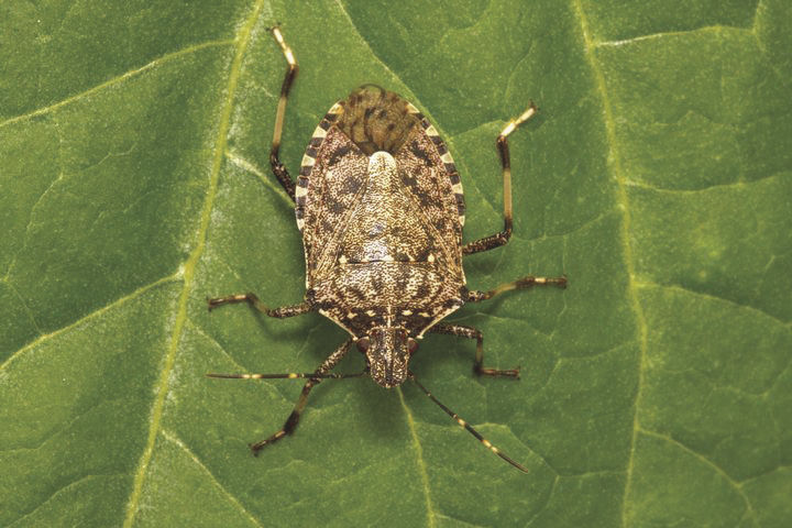 Brown Marmorated Stink Bug